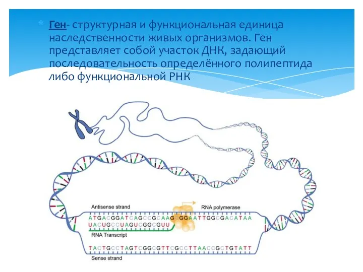 Ген- структурная и функциональная единица наследственности живых организмов. Ген представляет собой участок