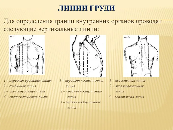 ЛИНИИ ГРУДИ Для определения границ внутренних органов проводят следующие вертикальные линии: 1