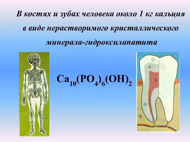 Ca10(PO4)6(OH)2 В костях и зубах человека около 1 кг кальция в виде нерастворимого кристаллического минерала-гидроксилапатита
