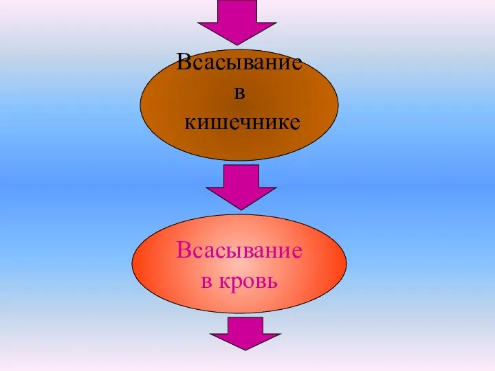 Всасывание в кишечнике Всасывание в кровь