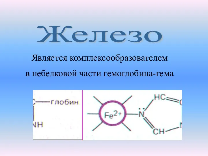 Железо Является комплексообразователем в небелковой части гемоглобина-гема