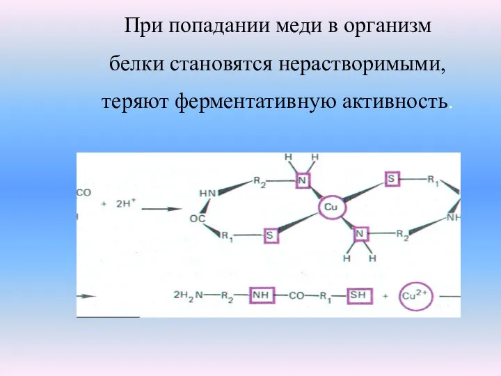 При попадании меди в организм белки становятся нерастворимыми, теряют ферментативную активность.