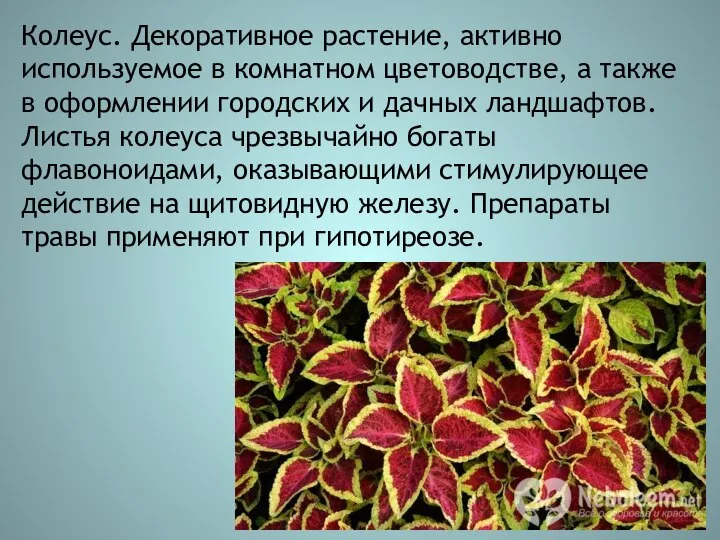 Колеус. Декоративное растение, активно используемое в комнатном цветоводстве, а также в оформлении