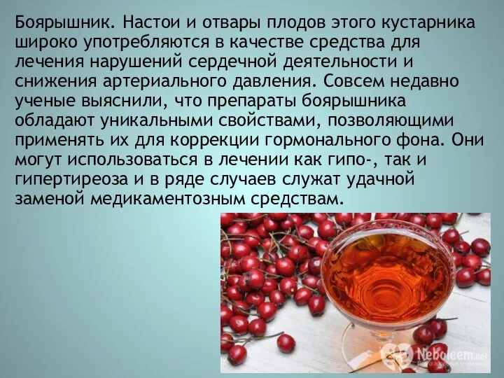 Боярышник. Настои и отвары плодов этого кустарника широко употребляются в качестве средства