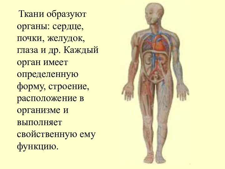 Ткани образуют органы: сердце, почки, желудок, глаза и др. Каждый орган имеет