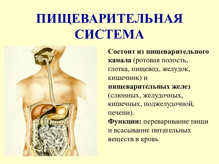 ПИЩЕВАРИТЕЛЬНАЯ СИСТЕМА Состоит из пищеварительного канала (ротовая полость, глотка, пищевод, желудок, кишечник)