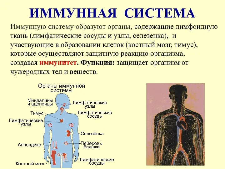 ИММУННАЯ СИСТЕМА Иммунную систему образуют органы, содержащие лимфоидную ткань (лимфатические сосуды и