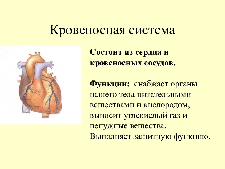 Кровеносная система Состоит из сердца и кровеносных сосудов. Функции: снабжает органы нашего