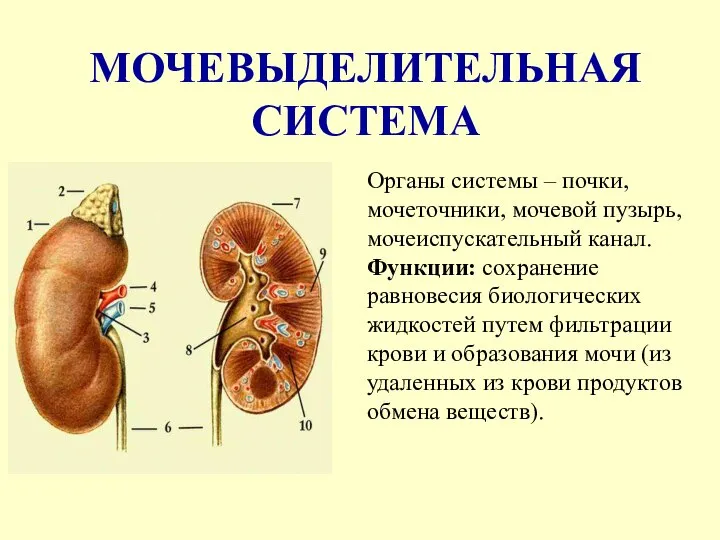 МОЧЕВЫДЕЛИТЕЛЬНАЯ СИСТЕМА Органы системы – почки, мочеточники, мочевой пузырь, мочеиспускательный канал. Функции: