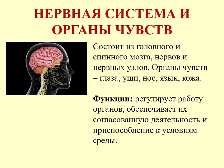 НЕРВНАЯ СИСТЕМА И ОРГАНЫ ЧУВСТВ Состоит из головного и спинного мозга, нервов