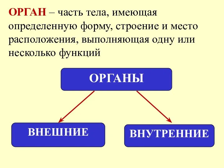 ОРГАН – часть тела, имеющая определенную форму, строение и место расположения, выполняющая