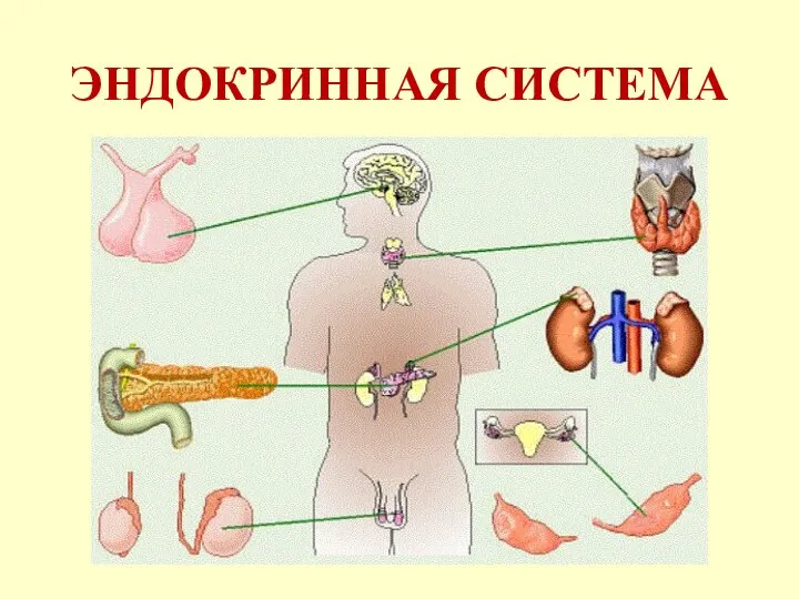 ЭНДОКРИННАЯ СИСТЕМА