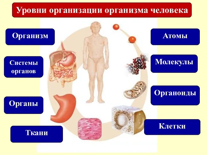 Уровни организации организма человека Атомы Молекулы Органоиды Клетки Организм Органы Ткани Системы органов