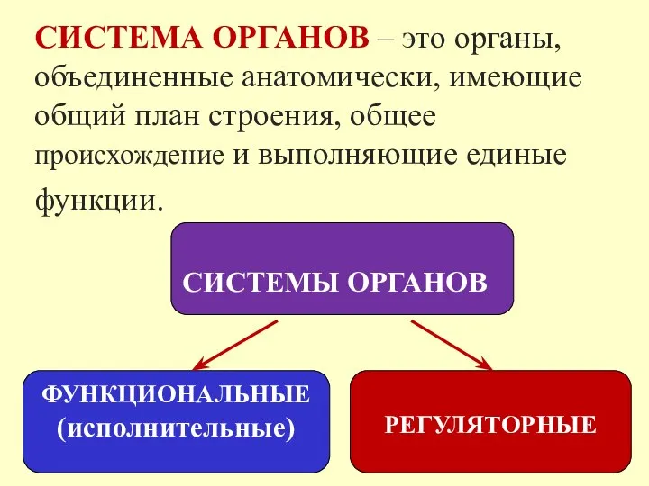 СИСТЕМА ОРГАНОВ – это органы, объединенные анатомически, имеющие общий план строения, общее