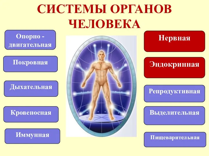 СИСТЕМЫ ОРГАНОВ ЧЕЛОВЕКА Опорно - двигательная Кровеносная Покровная Нервная Эндокринная Дыхательная Выделительная Репродуктивная Иммунная Пищеварительная