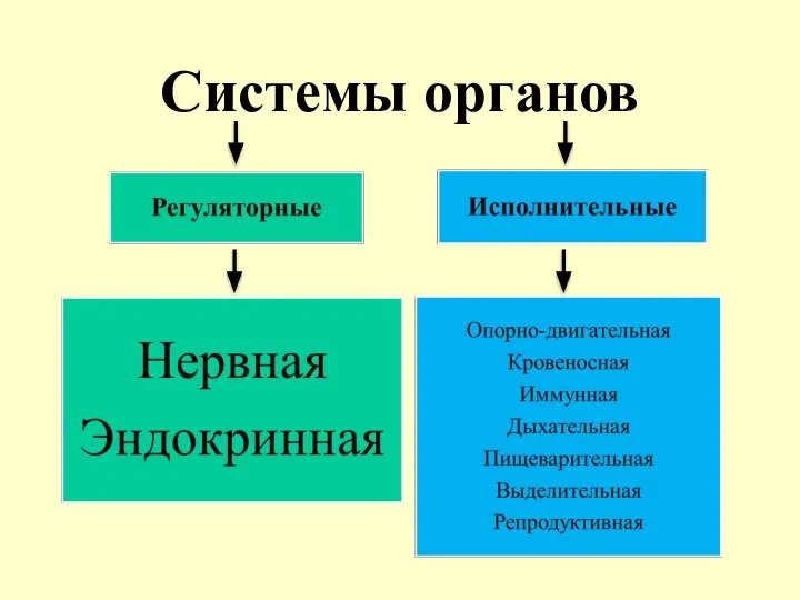 Системы органов