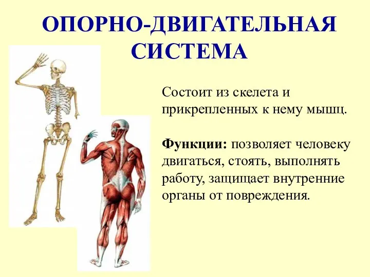 ОПОРНО-ДВИГАТЕЛЬНАЯ СИСТЕМА Состоит из скелета и прикрепленных к нему мышц. Функции: позволяет