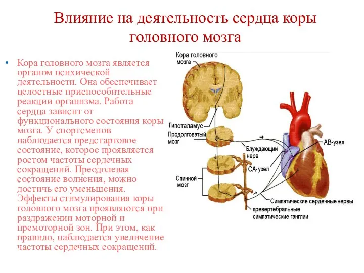Влияние на деятельность сердца коры головного мозга Кора головного мозга является органом