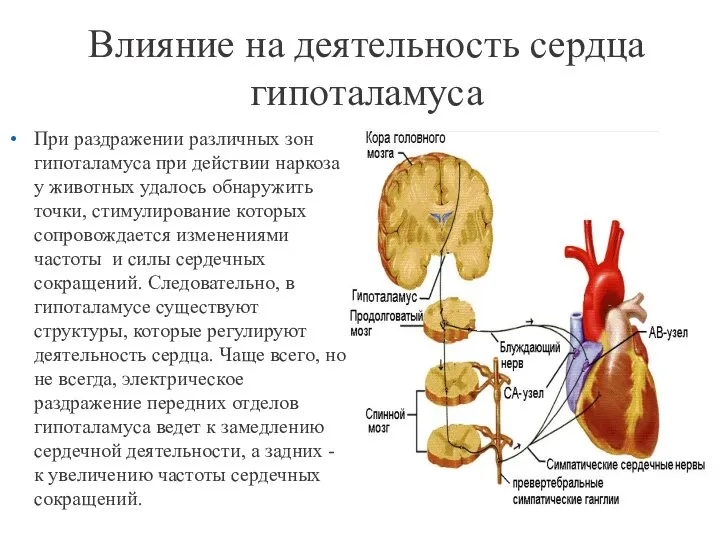 Влияние на деятельность сердца гипоталамуса При раздражении различных зон гипоталамуса при действии