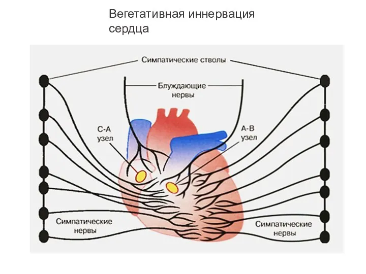 Вегетативная иннервация сердца