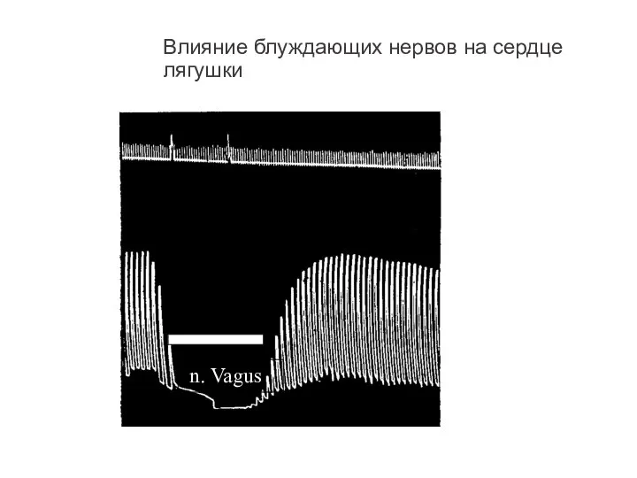 Влияние блуждающих нервов на сердце лягушки n. Vagus