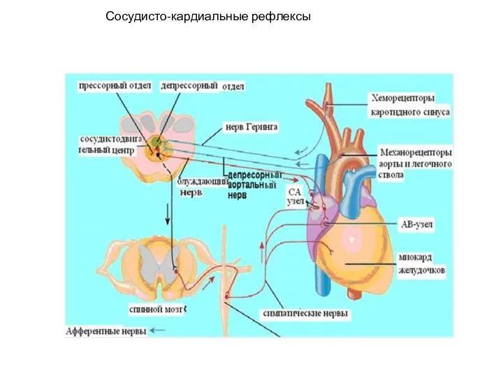 Сосудисто-кардиальные рефлексы