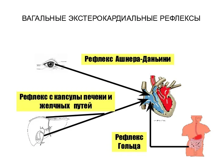 ВАГАЛЬНЫЕ ЭКСТЕРОКАРДИАЛЬНЫЕ РЕФЛЕКСЫ Рефлекс Ашнера-Даньини Рефлекс с капсулы печени и желчных путей Рефлекс Гольца