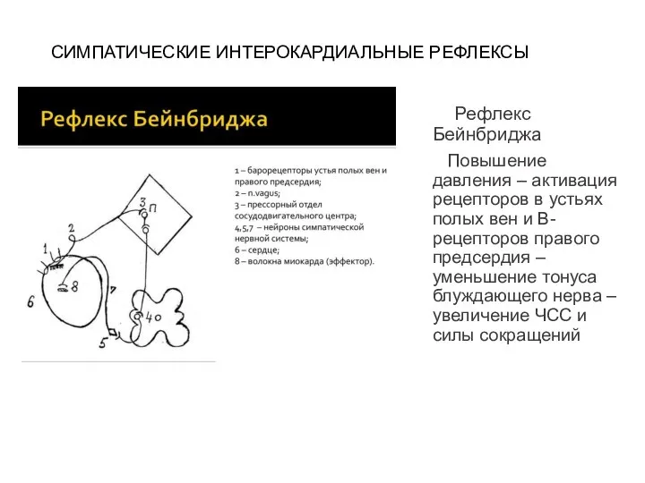 СИМПАТИЧЕСКИЕ ИНТЕРОКАРДИАЛЬНЫЕ РЕФЛЕКСЫ Рефлекс Бейнбриджа Повышение давления – активация рецепторов в устьях