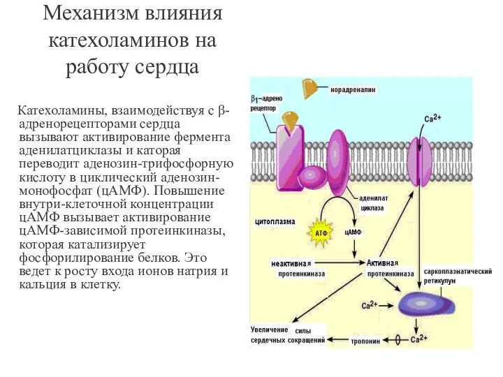 Механизм влияния катехоламинов на работу сердца Катехоламины, взаимодействуя с β-адренорецепторами сердца вызывают