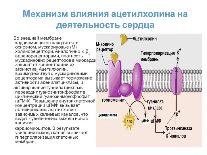 Механизм влияния ацетилхолина на деятельность сердца Во внешней мембране кардиомиоцитов находятся, в