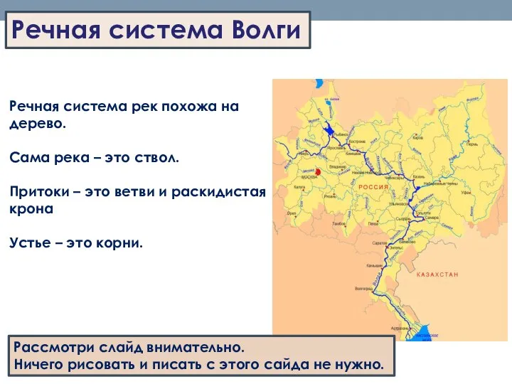 Речная система Волги Речная система рек похожа на дерево. Сама река –