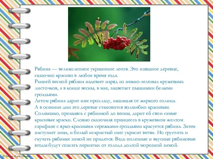 Рябина — великолепное украшение лесов. Это изящное деревце, сказочно красиво в любое