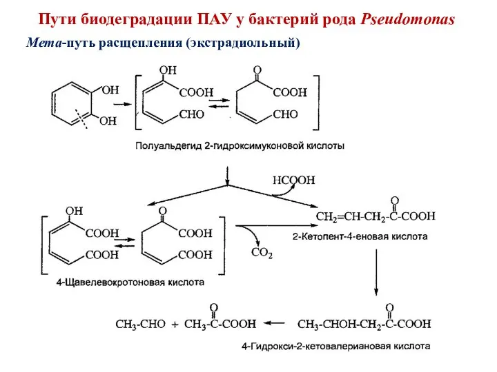 Мета-путь расщепления (экстрадиольный) Пути биодеградации ПАУ у бактерий рода Pseudomonas