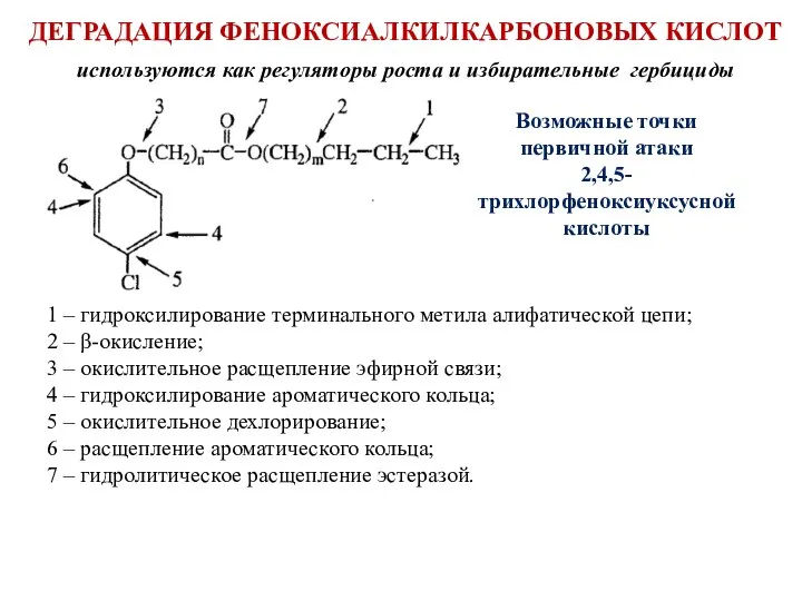 ДЕГРАДАЦИЯ ФЕНОКСИАЛКИЛКАРБОНОВЫХ КИСЛОТ используются как регуляторы роста и избирательные гербициды Возможные точки