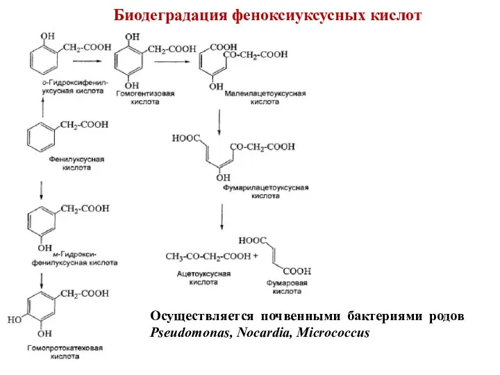 Биодеградация феноксиуксусных кислот Осуществляется почвенными бактериями родов Pseudomonas, Nocardia, Micrococcus