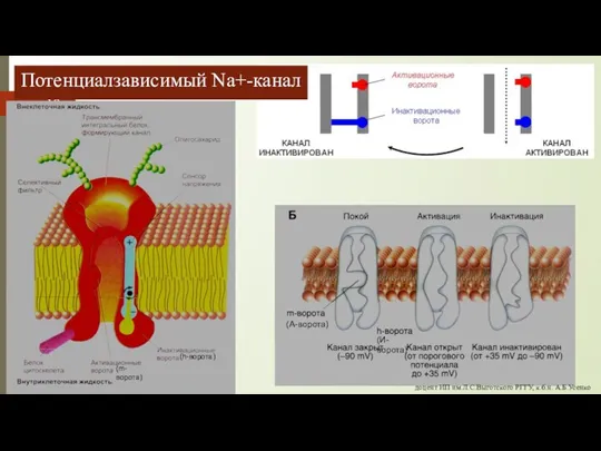 Потенциалзависимый Na+-канал доцент ИП им.Л.С.Выготского РГГУ, к.б.н. А.Б.Усенко