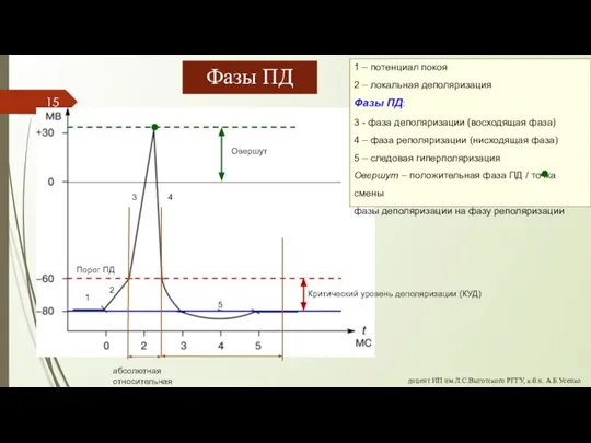 1 – потенциал покоя 2 – локальная деполяризация Фазы ПД: 3 -