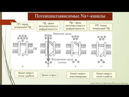 доцент ИП им.Л.С.Выготского РГГУ, к.б.н. А.Б.Усенко ПП, перед генерацией ПД ПД -