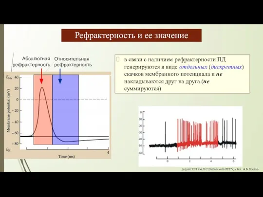 Абсолютная рефрактерность Относительная рефрактерность Рефрактерность и ее значение в связи с наличием