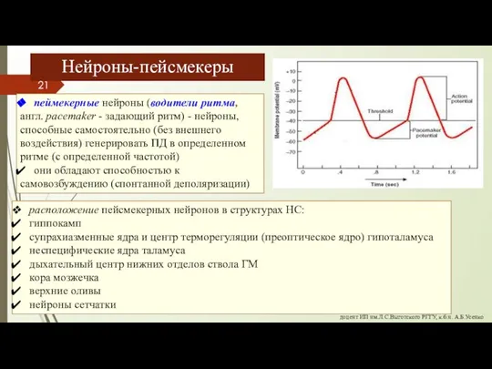 доцент ИП им.Л.С.Выготского РГГУ, к.б.н. А.Б.Усенко Нейроны-пейсмекеры пеймекерные нейроны (водители ритма, англ.