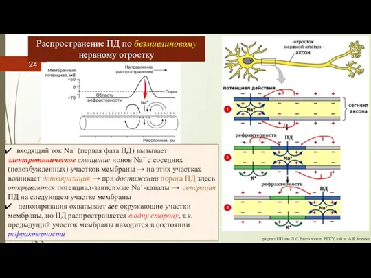 Распространение ПД по безмиелиновому нервному отростку доцент ИП им.Л.С.Выготского РГГУ, к.б.н. А.Б.Усенко