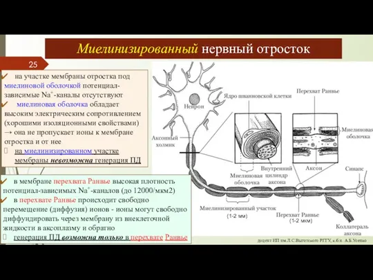 на участке мембраны отростка под миелиновой оболочкой потенциал-зависимые Na+-каналы отсутствуют миелиновая оболочка