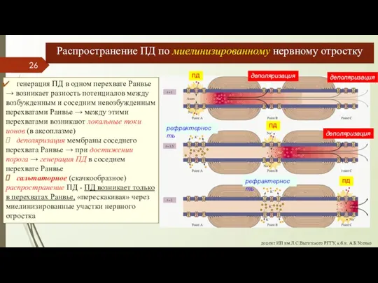 Распространение ПД по миелинизированному нервному отростку генерация ПД в одном перехвате Ранвье