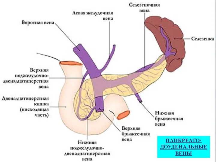 ПАНКРЕАТО-ДОУДЕНАЛЬНЫЕ ВЕНЫ