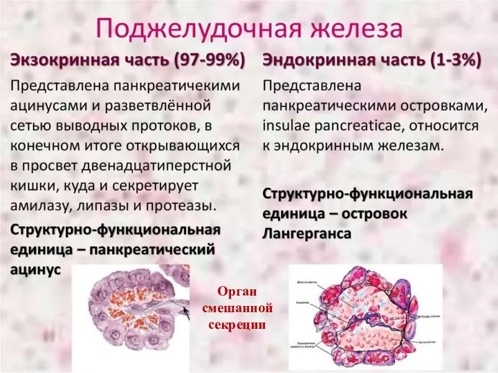 Орган смешанной секреции