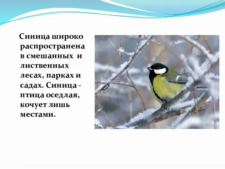 Синица широко распространена в смешанных и лиственных лесах, парках и садах. Синица