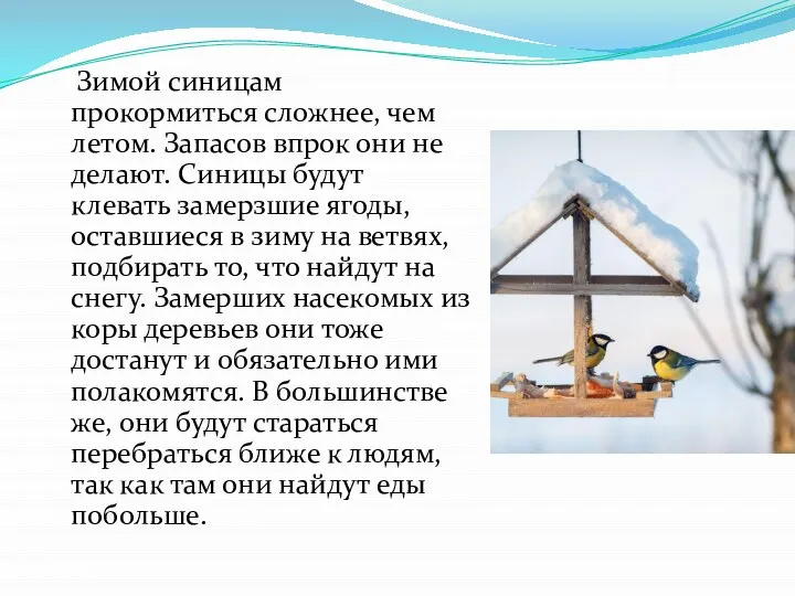 Зимой синицам прокормиться сложнее, чем летом. Запасов впрок они не делают. Синицы