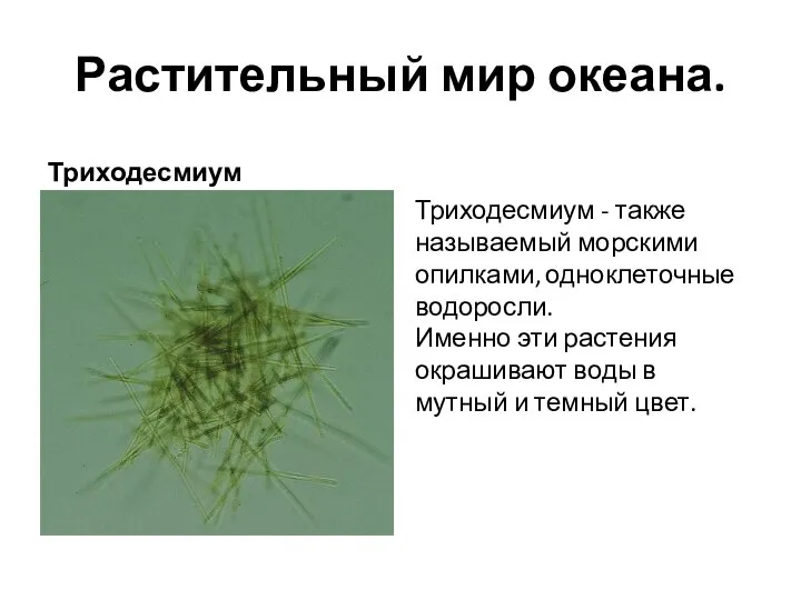 Растительный мир океана. Триходесмиум Триходесмиум - также называемый морскими опилками, одноклеточные водоросли.