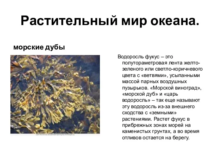 Растительный мир океана. морские дубы Водоросль фукус – это полутораметровая лента желто-зеленого