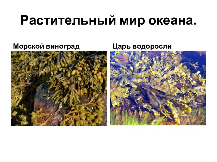 Растительный мир океана. Морской виноград Царь водоросли